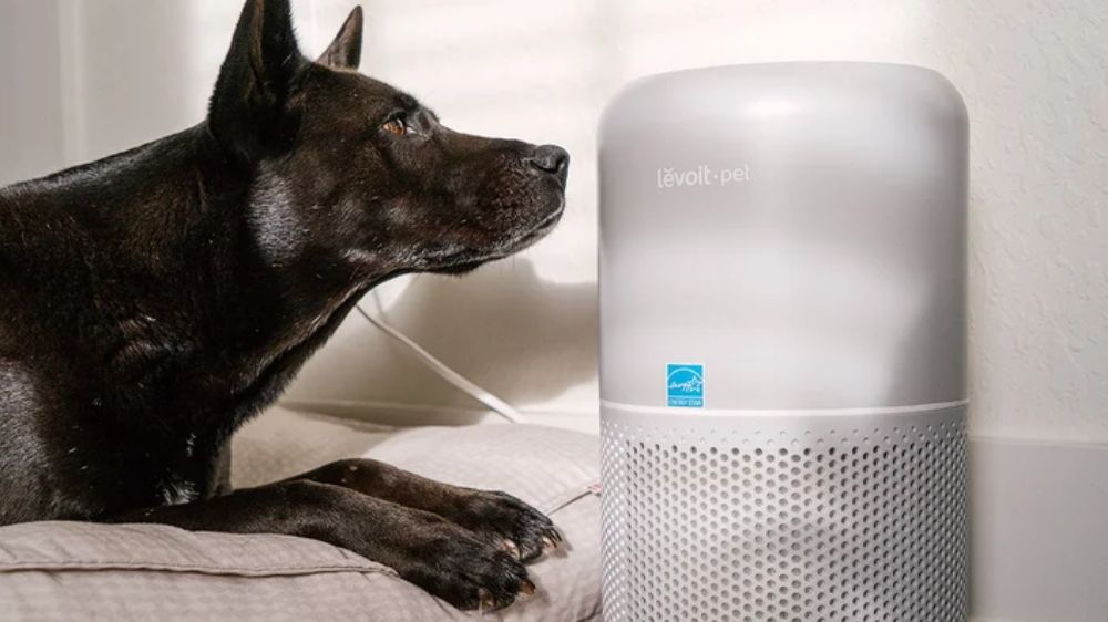 یک سگ در کنار دستگاه تصفیه هوای مخصوص شوره حیوانات