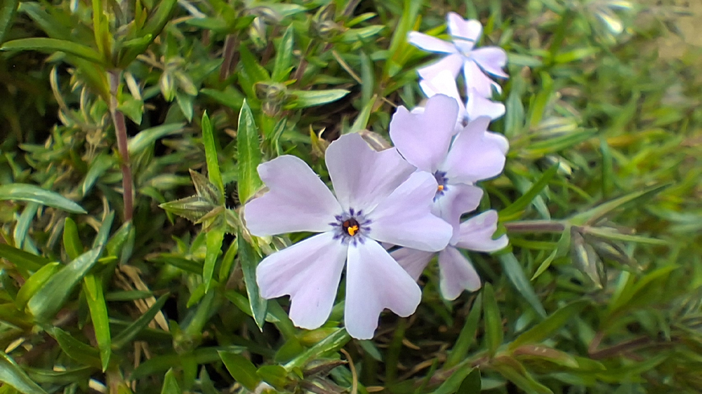 نمونه عکس دوربین ماکرو گلکسی A26 در حال نمایش یک گل