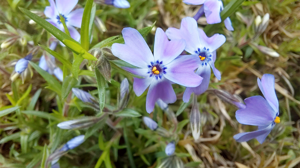نمونه عکس دوربین ماکرو گلکسی ای ۳۶ در حال نمایش گلهای بنفش