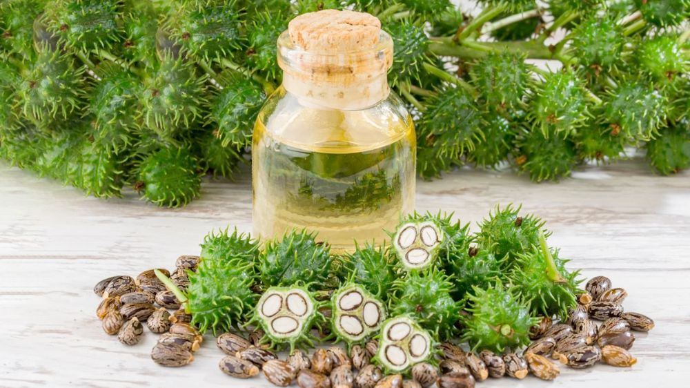 میوه و روغن بنه